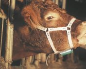 LEATHER BULL MARKING HARNESS