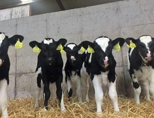 Health of calves to improve saleability this Spring.