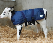 Calf Jacket