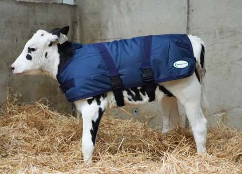 Calf Jacket