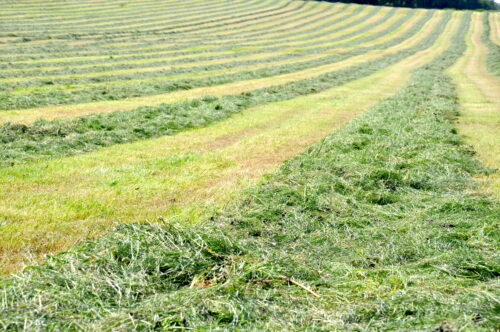 Silage Products