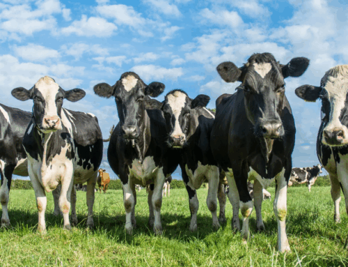 Tackling Lameness in Dairy Herds During Late Summer