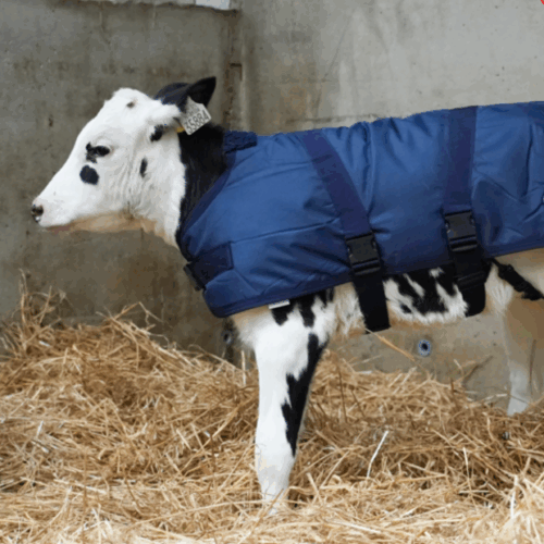 Calving Essentials
