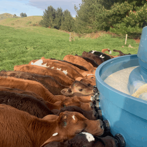 Calf Nutrition & Feeding