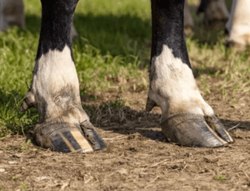 Keeping Cows on Their Feet: The Role of Hoof Care and Footbaths