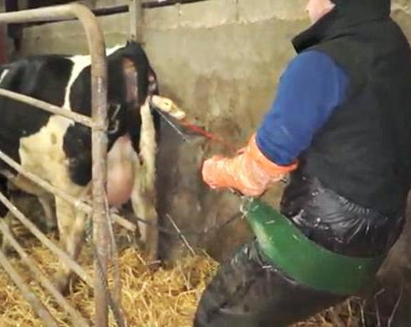 calving assist